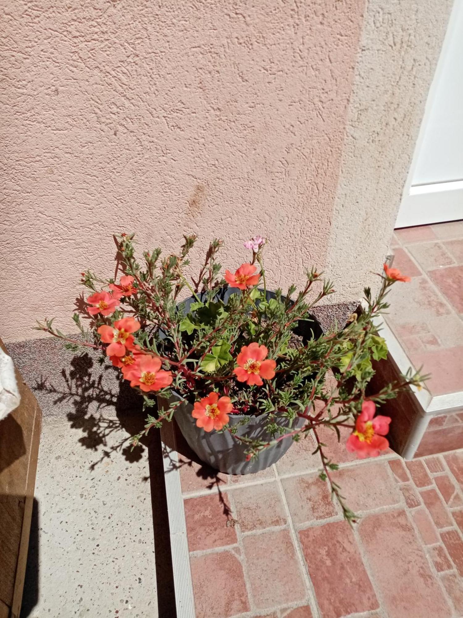 Milica Apartmani Vrdnik Dış mekan fotoğraf