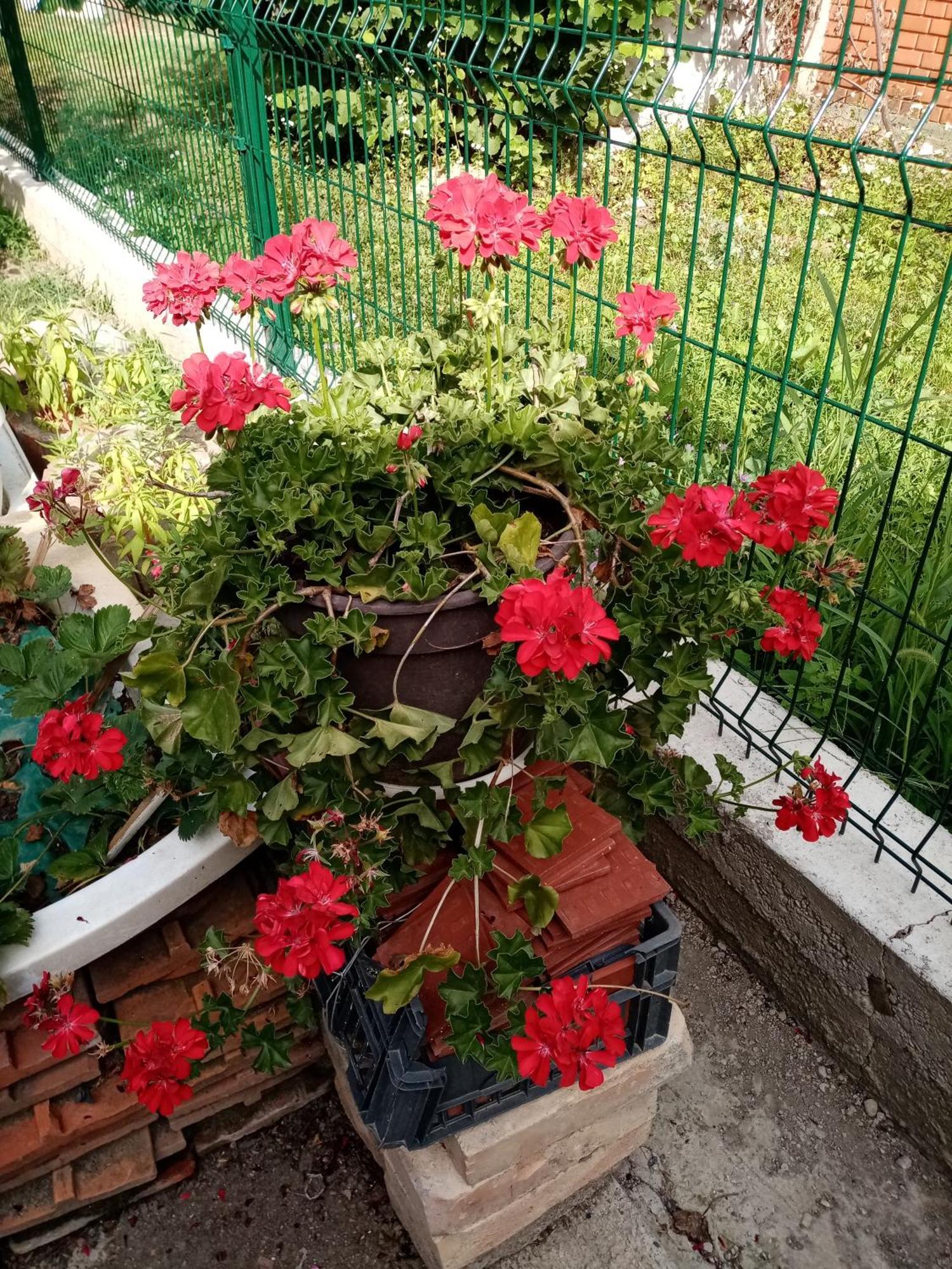 Milica Apartmani Vrdnik Dış mekan fotoğraf