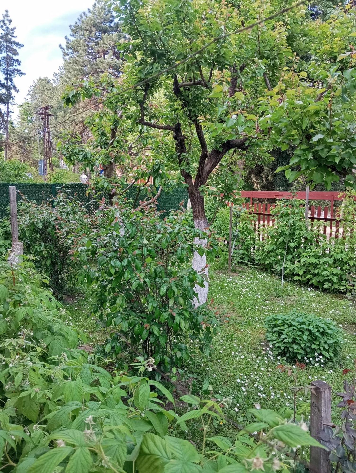 Milica Apartmani Vrdnik Dış mekan fotoğraf