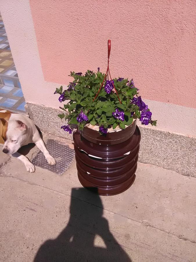 Milica Apartmani Vrdnik Dış mekan fotoğraf